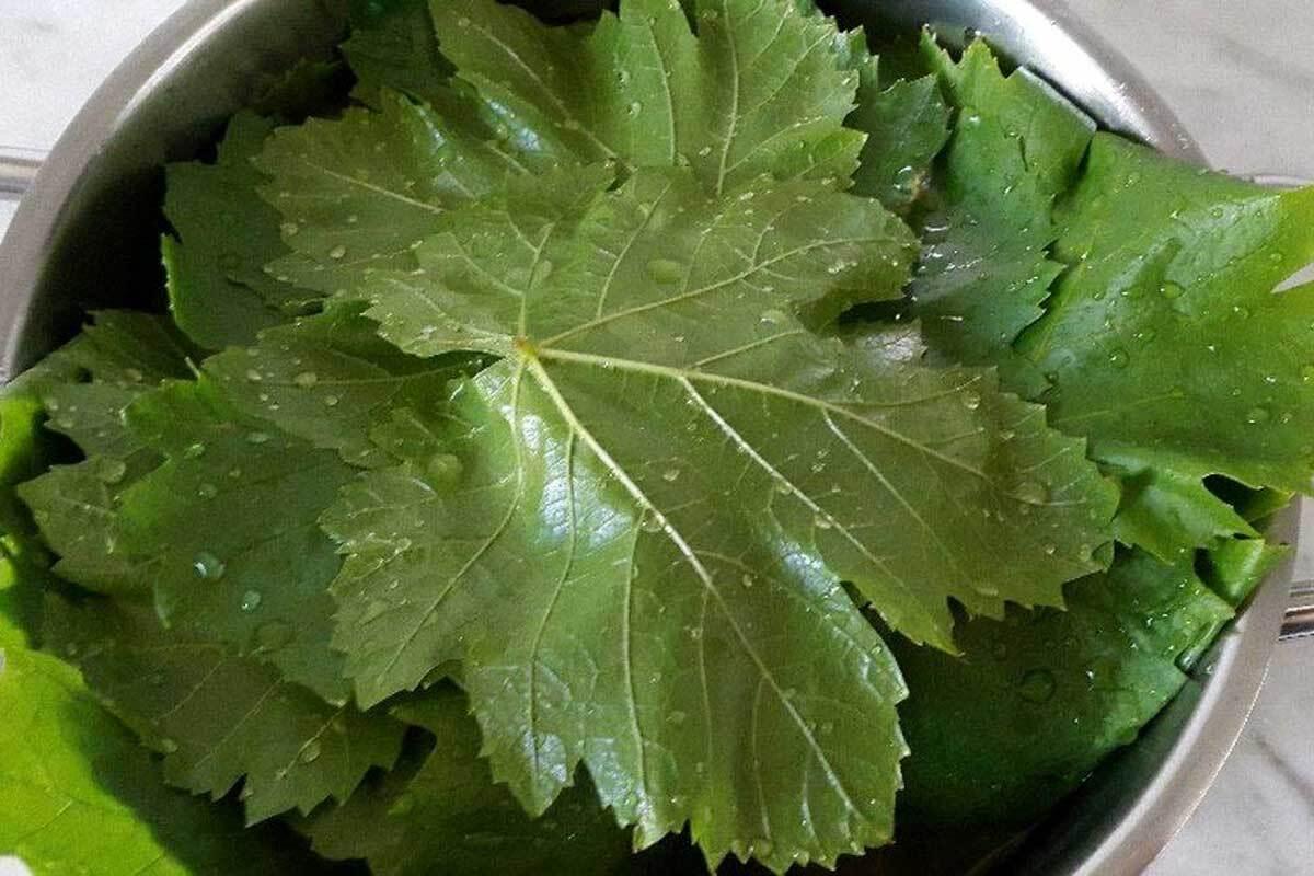 روش های نگهداری طولانی مدت برگ مو/ برگ مو رو بدون تغییر رنگ برای زمستون نگه دار