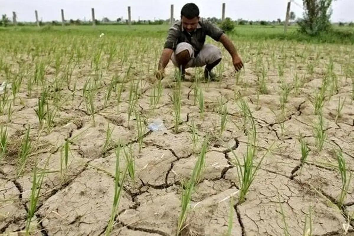 خروج نفت خام از دل مزرعه برنج در خوزستان | شالیکار خوش شانس خوزستانی شوکه شد