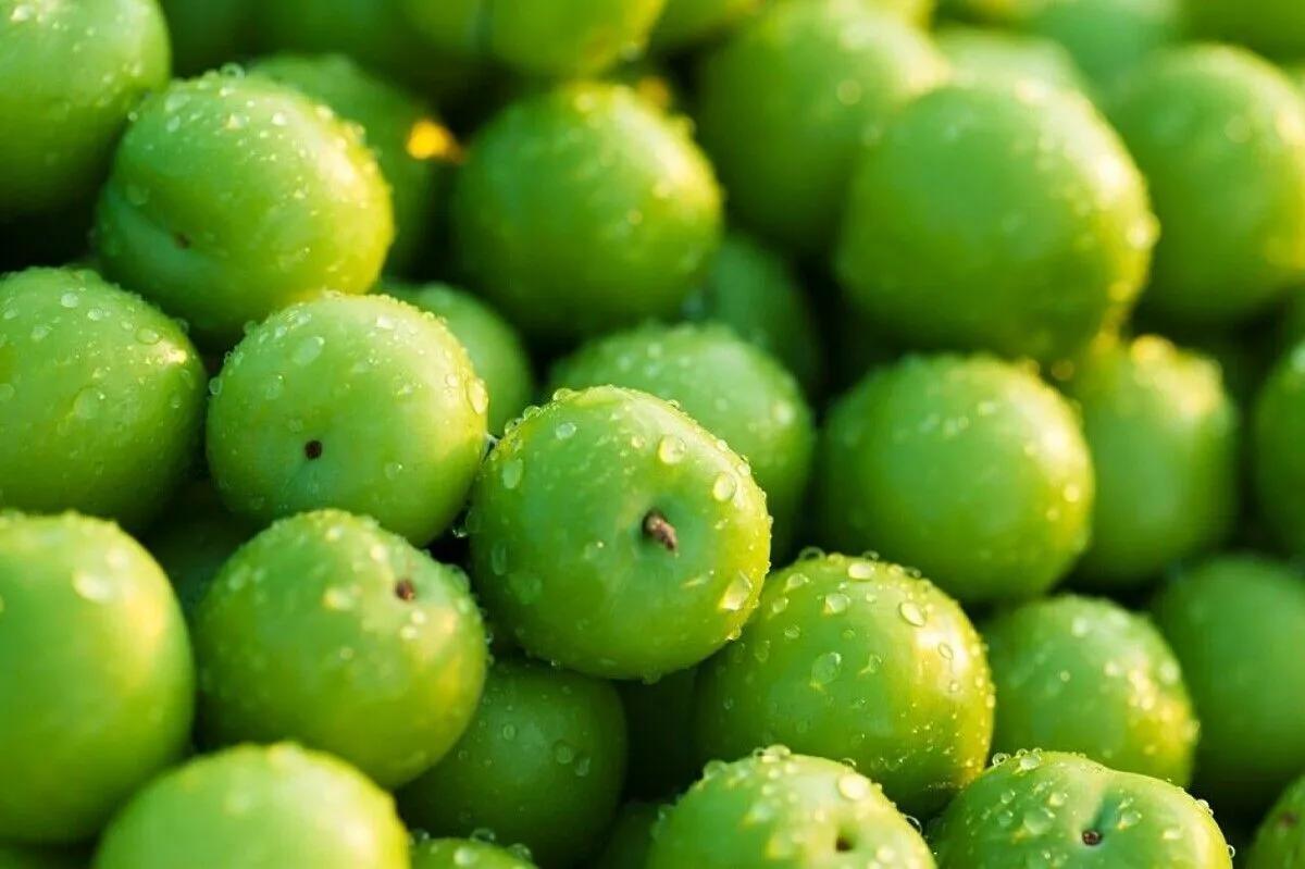 طرز تهیه ترشی آلوچه پرورده با گردو؛ ترکیبی خوشمزه تر از زیتون پرورده