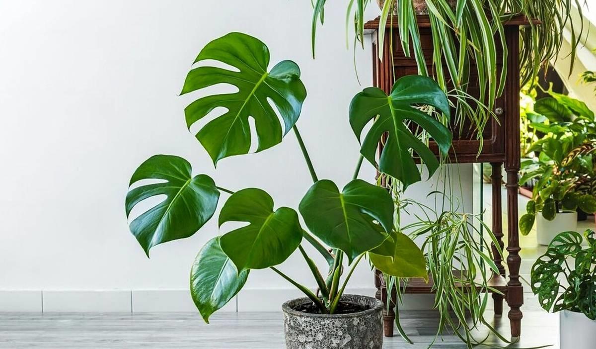 درمان بی‌خوابی و اضطراب با چند گلدان ساده!