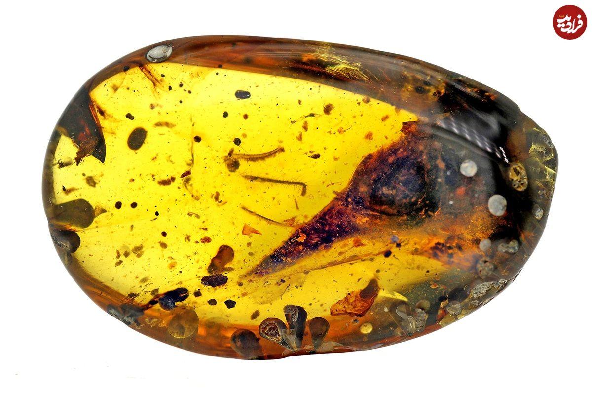 کوچکترین دایناسور جهان در یک کهربای ۹۹ میلیون ساله پیدا شد