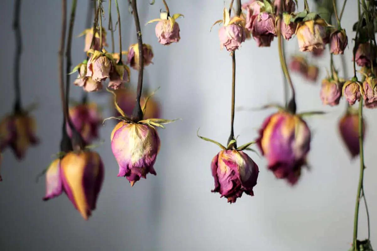 چطور گل‌های طبیعی را خشک کنیم / ۴ روش اصولی