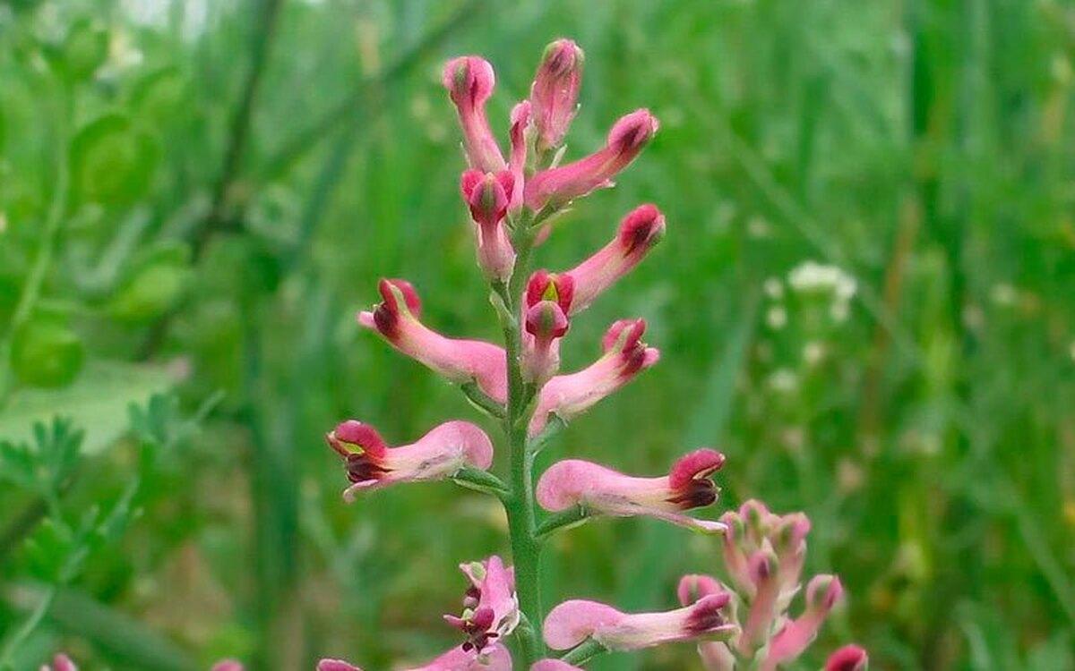 طرز تهیه دمنوش شاتره؛ یک نوشیدنی همه‌کاره!