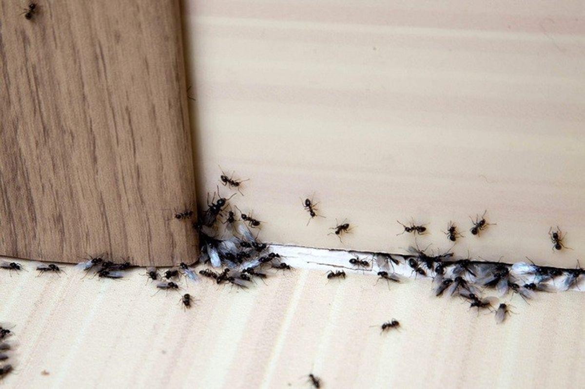 شما هم خونه تون مورچه داره؟ | یک راهکار بی خطر و خانگی برای فراری دادن مورچه و حشرات