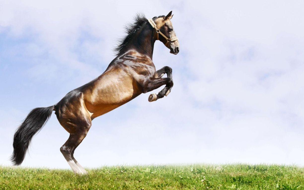 لحظه پرش اسب روی سقف خودروی پراید+فیلم