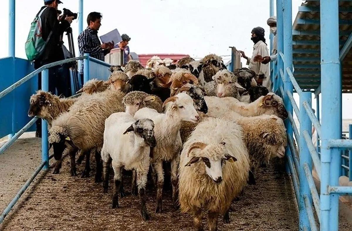 قیمت دام زنده امروز | قیمت گوسفند قربانی در تهران