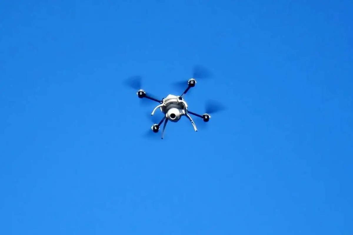 کشف یک ریزپرنده‌ در آستانه اشرفیه