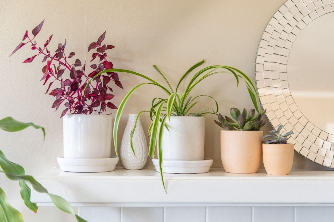 چگونه گلدونهای خود را به آیتمی لاکچری تبدیل کنیم؟