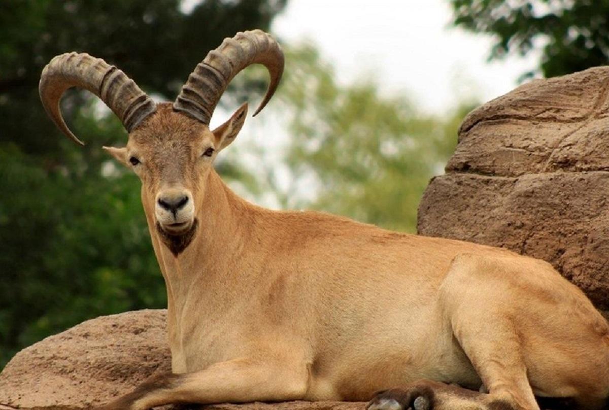 خبر خوب | دیدن بز کوهی اروندان بعد از دو قرن در ایران