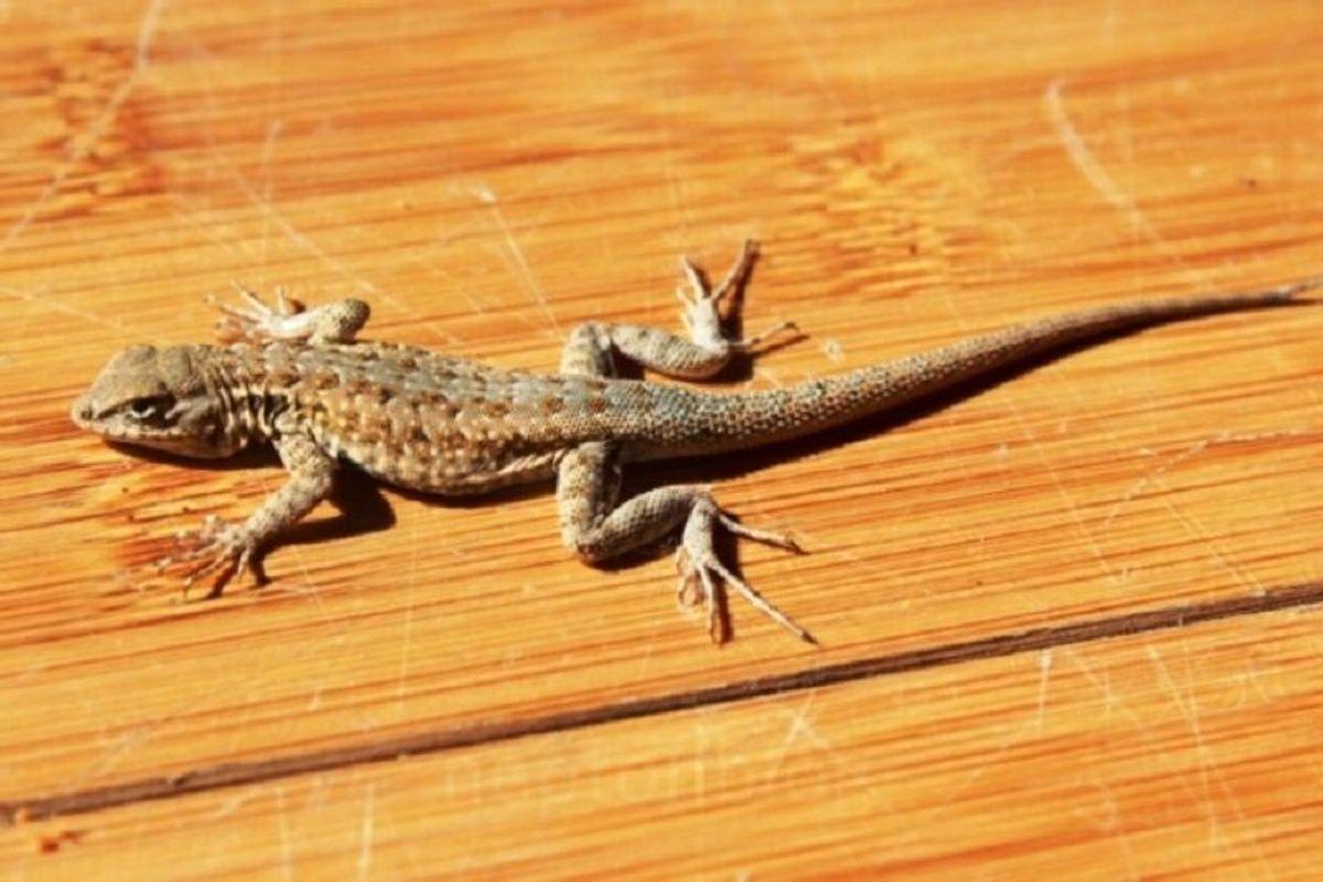 ماجرا مارمولک در بشقاب دانشجو چیست؟