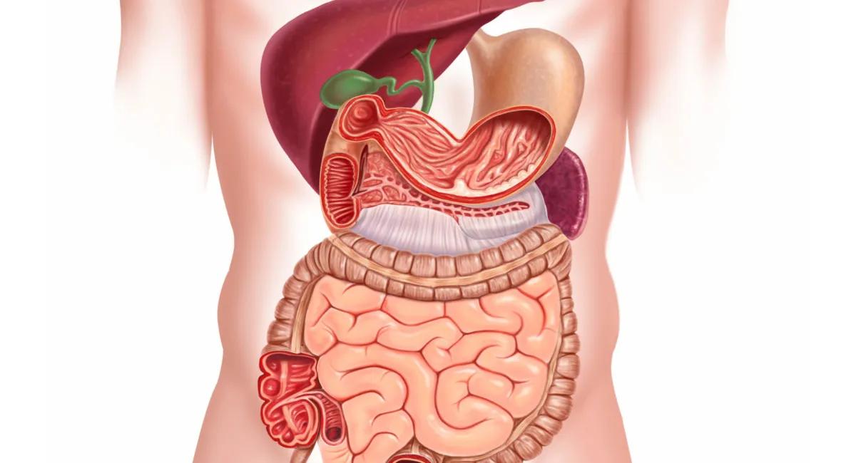 پاکسازی معده و کبد با بچه گردویاگردوی نارس