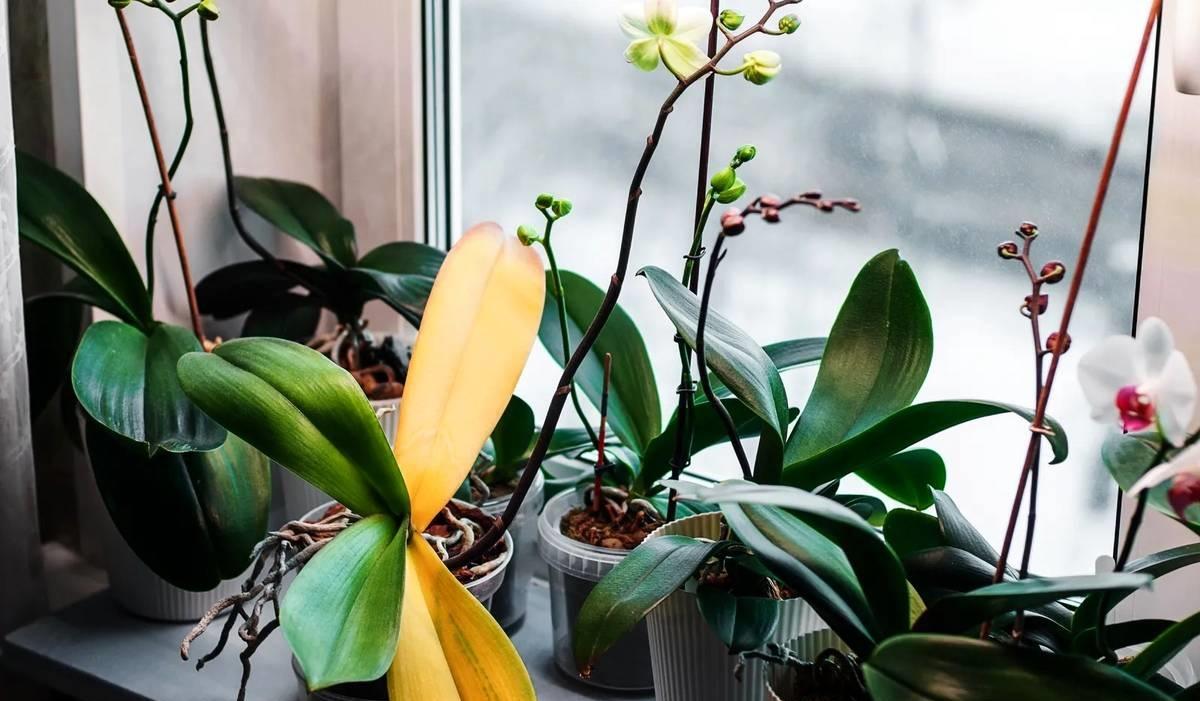 زرد شدن برگ گیاهان؛ ۶ دلیل رایج و راهحلهای موثر