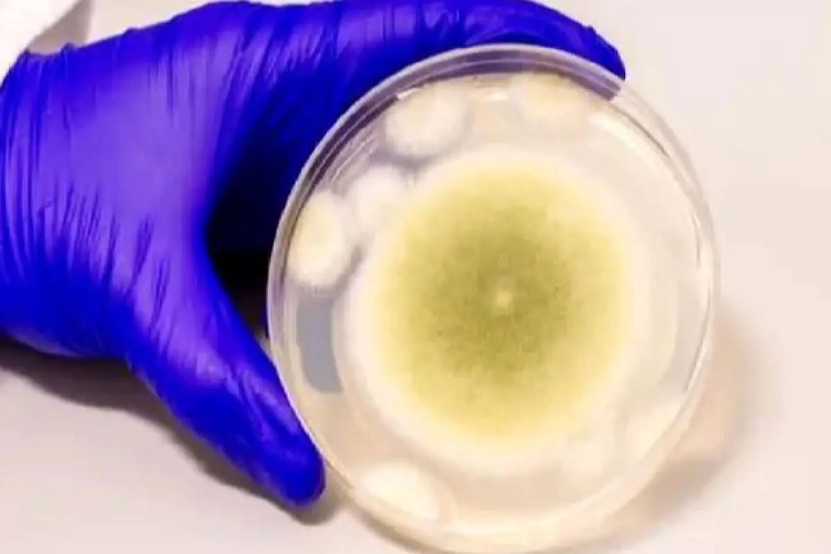 کشف داروی سرطان از قارچ مرگبار؛ ۱۰ دانشمند قربانی شدند